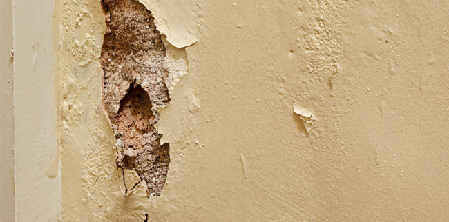 your perth based wall repair experts
